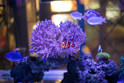 Close-up of purple flowering plant