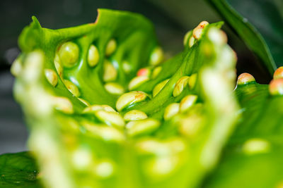 Rose apple leaf blister. close up disease caused by blister mites of leaf in garden.