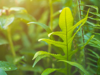 Close-up of wet plant growing on field