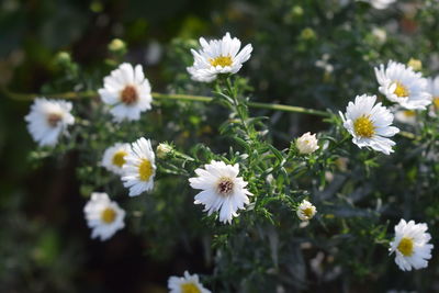 Close-up of white daisy flowers on field