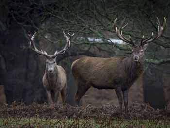 Deer standing on field