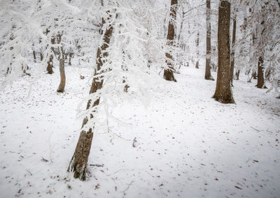 Trees on snow covered land