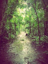 Footpath passing through forest