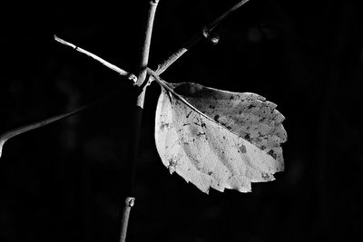 Close-up of christmas spider web against black background