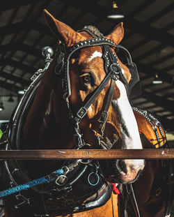 Close-up of a horse