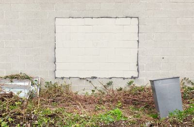 Plants growing in front of building