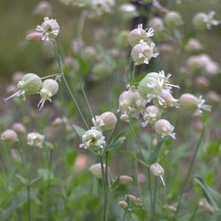 Close-up of flowers blooming outdoors