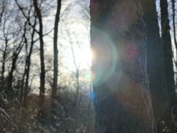 Close-up of tree trunk in forest