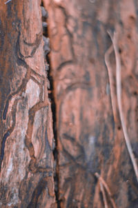Full frame shot of tree trunk