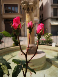 Close-up of pink flowering plant