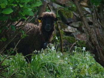 Portrait of an animal sitting on field