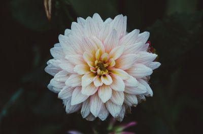 Close-up of flower blooming outdoors