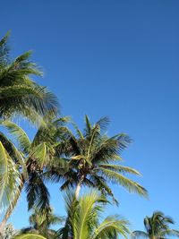 Low angle view of palm tree against clear blue sky