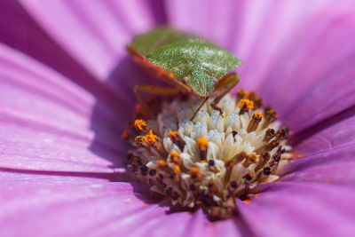 Extreme close-up of pink flower with insect