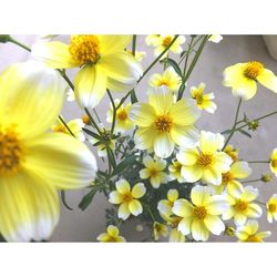 Close-up of yellow flower