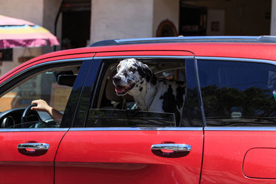 Portrait of a dog