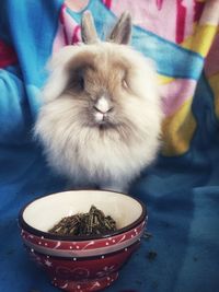 Close-up of rabbit sitting by food on bed
