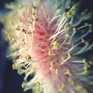 Close-up of flowers