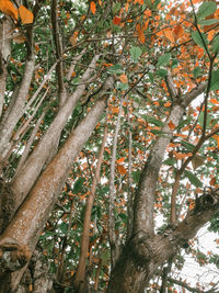 Low angle view of trees in forest