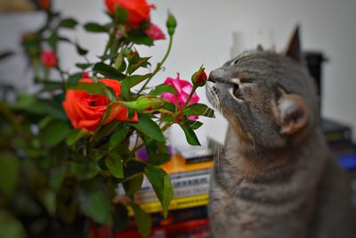 Close-up of cat looking away