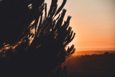 Silhouette tree against sky during sunset