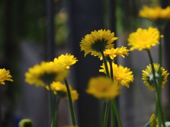 Close-up of yellow flowering plants