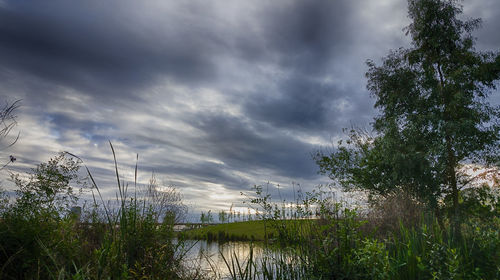 View of trees against cloudy sky