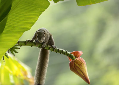 Close-up of bird perching on leaf