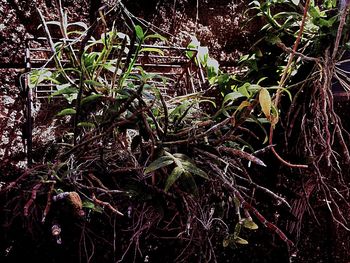 Close-up of tree growing in forest