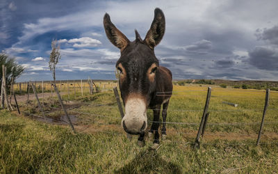 Close-up of horse grazing on field against sky