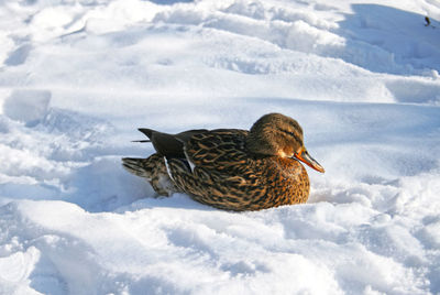 Close-up of bird on snow