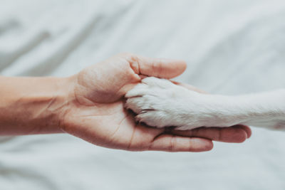 Close-up of human hand holding paw