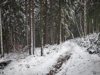 Snow covered land amidst trees in forest