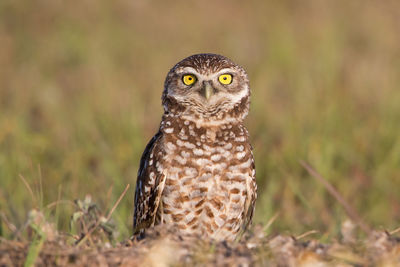 Close-up portrait of a owl