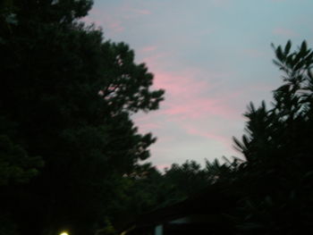 Low angle view of trees against sky