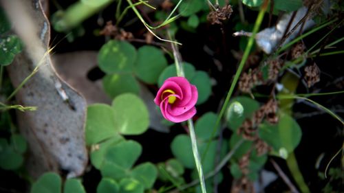 Close-up of flower blooming outdoors