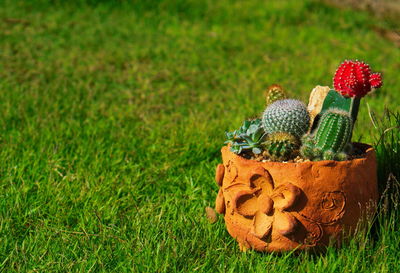 High angle view of blackberries on field