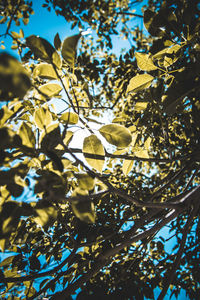 Low angle view of tree against sky