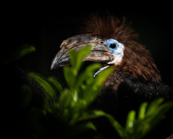 Close-up of bird against black background