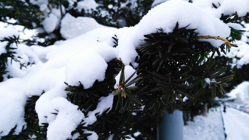 Close-up of snow on tree during winter