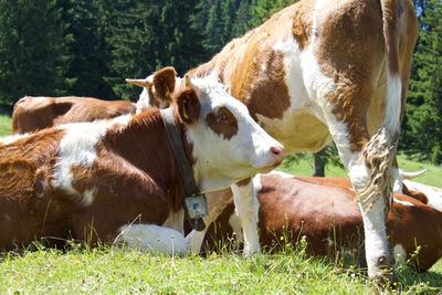 Cows standing in a field