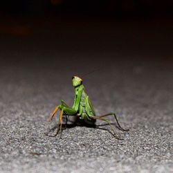 Close-up of grasshopper