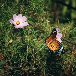 Butterfly on flower