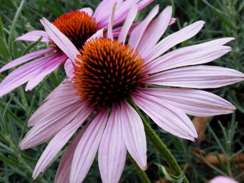 Close-up of pink and purple flower in park