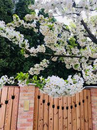 White flowering plants by fence against tree