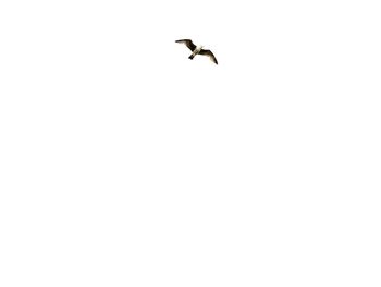 Low angle view of seagull flying against clear sky