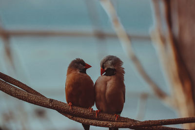 Close-up of birds perching on railing