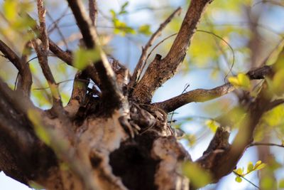 Low angle view of bird on branch against sky