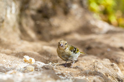 Close-up of bird perching on ground