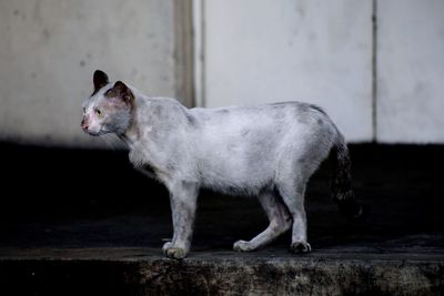 Dirty cat standing against wall